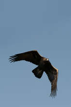 Golden Eagle in Flight