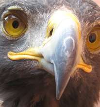 Close up of the Golden Eagle