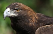 Save the Golden Eagle and Protect its Habitat!