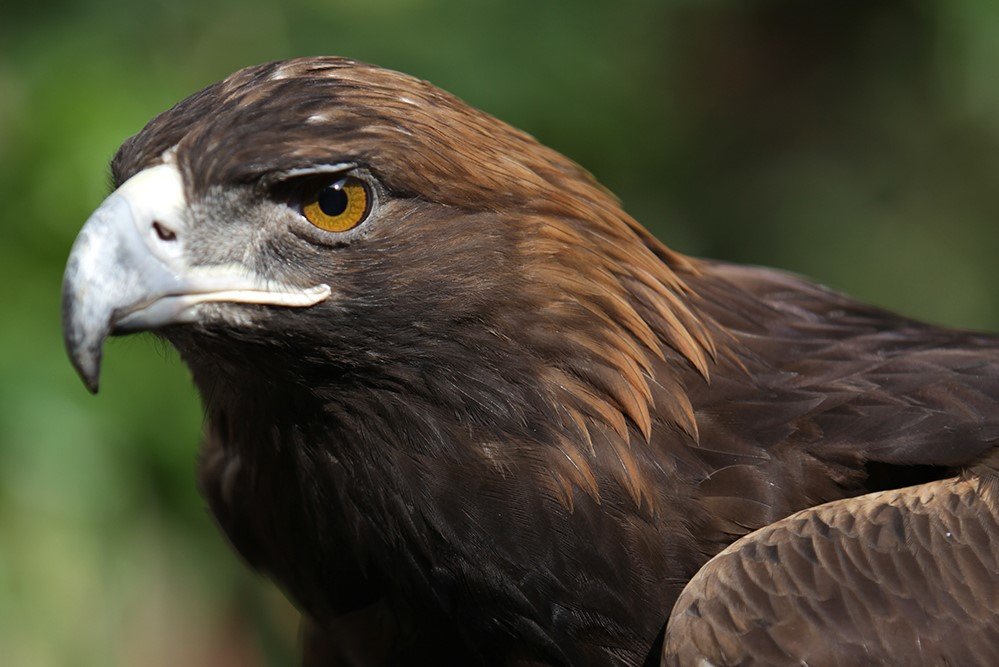 Save The Golden Eagle And Protect Its Habitat