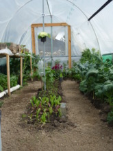 Micro tunnel with organic vegetables