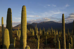 Biosphere Reserve Tehuacan-Cuicatlan (Conabio)