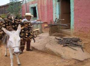 Rural man collecting firewood