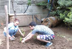 Planting vegetables