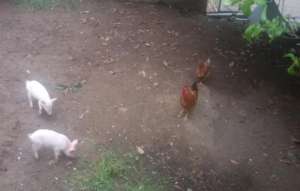 Our pigs and chickens