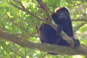 Mantled Howler Monkey, one of the species