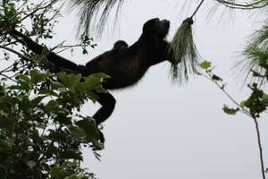 Mother and baby Howler monkeys, moving along