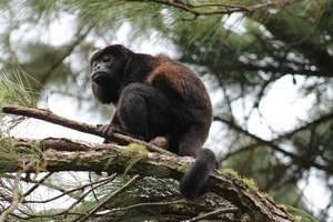 Male Howler Monkey