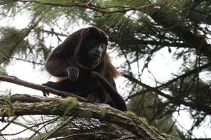 Howler Monkey at La Reserva
