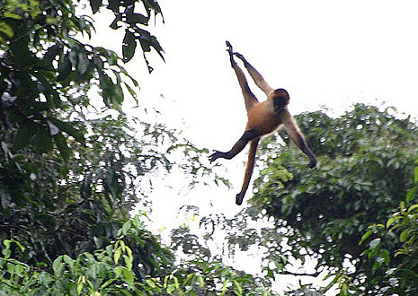 Flying Spider Monkey in Costa Rica