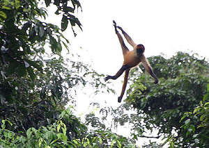 Flying Spider Monkey in Costa Rica