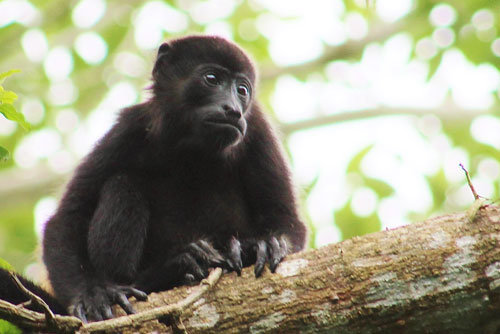 Baby Mantled-howler Monkey