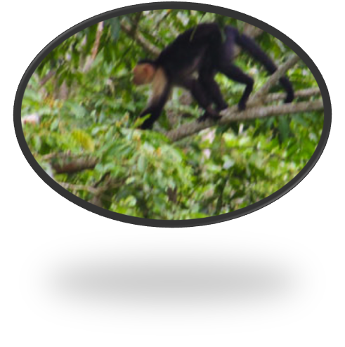 White-faced or Capuchin Monkey