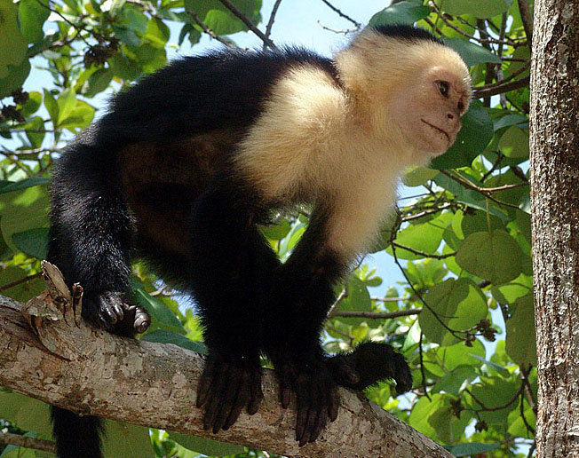 White-faced Capuchin Monkey in Costa Rica