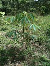 young saplings need care and support to survive