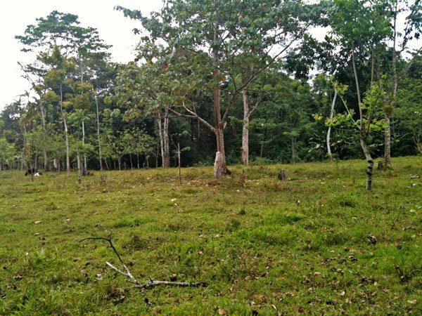 Ever's planting area