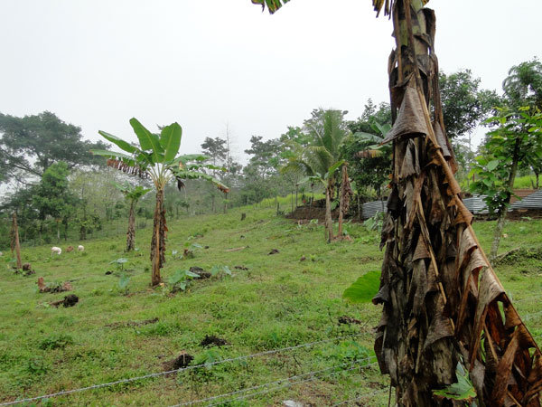 Gonzalez planting area