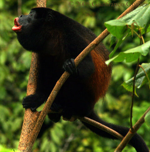 Howling Howler Monkey in Costa Rica
