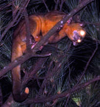 the elusive, nocturnal Kinkajou will also benefit