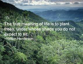 The meaning of planting trees
