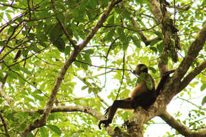Spider Monkey in meditation?