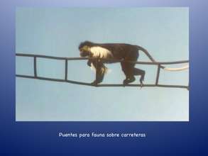 Bridges are vital, the human way or biologically!