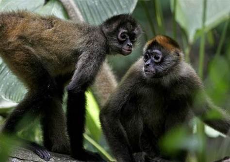 For the monkeys, Upala, Costa Rica