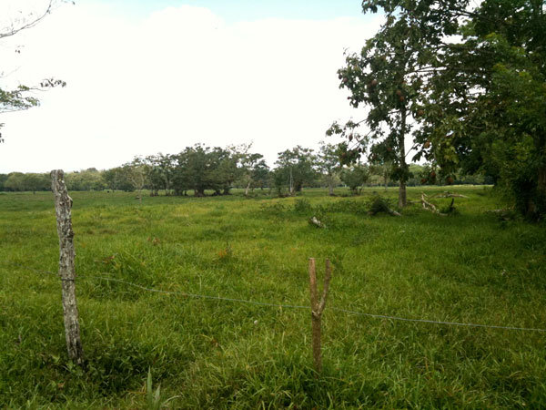 For the monkeys, Upala, Costa Rica