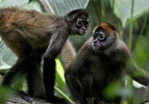 Spider Monkeys
