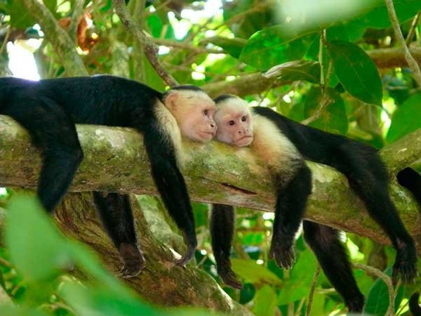 For the monkeys, Upala, Costa Rica