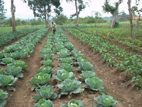 HB attending to his garden