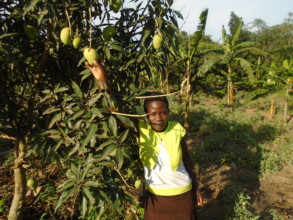 It is my mango tree