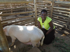With My Pig