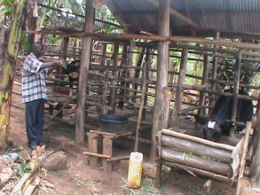 "Surely hard work pays."a trainee feeding his calf