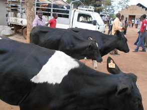 Heifers arriving to the beneficiaries