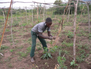 A trainee taking care of his passion fruit garden