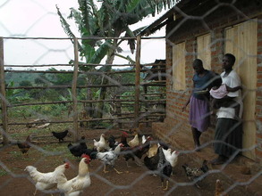 "This is our chicken project"