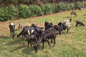 Goat raising project to support local youth