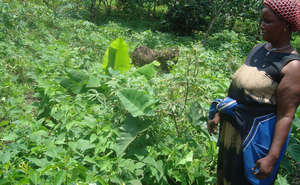 Small Farmer at Her Plot