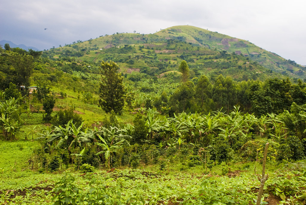 The Lush Hills of the Rwenzori Region