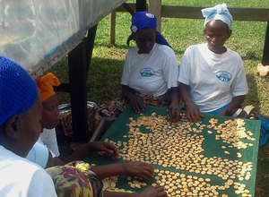 Womas cooperative drying bananas