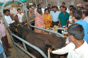 Health camp is organized at cattle camp for farmer