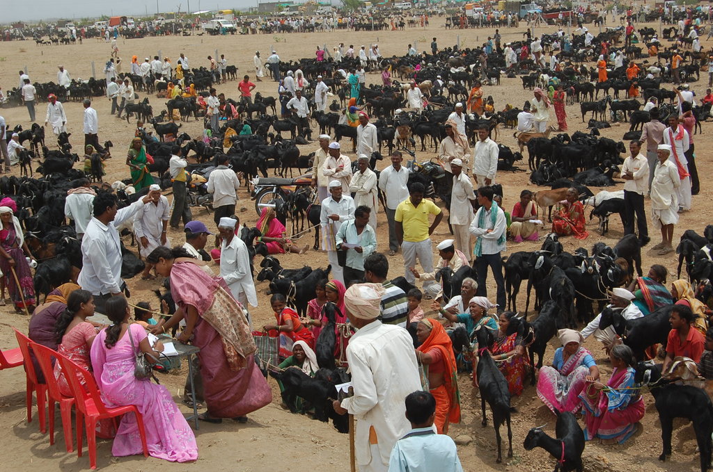 A Hope in Drought : Mann Deshi Cattle Camp