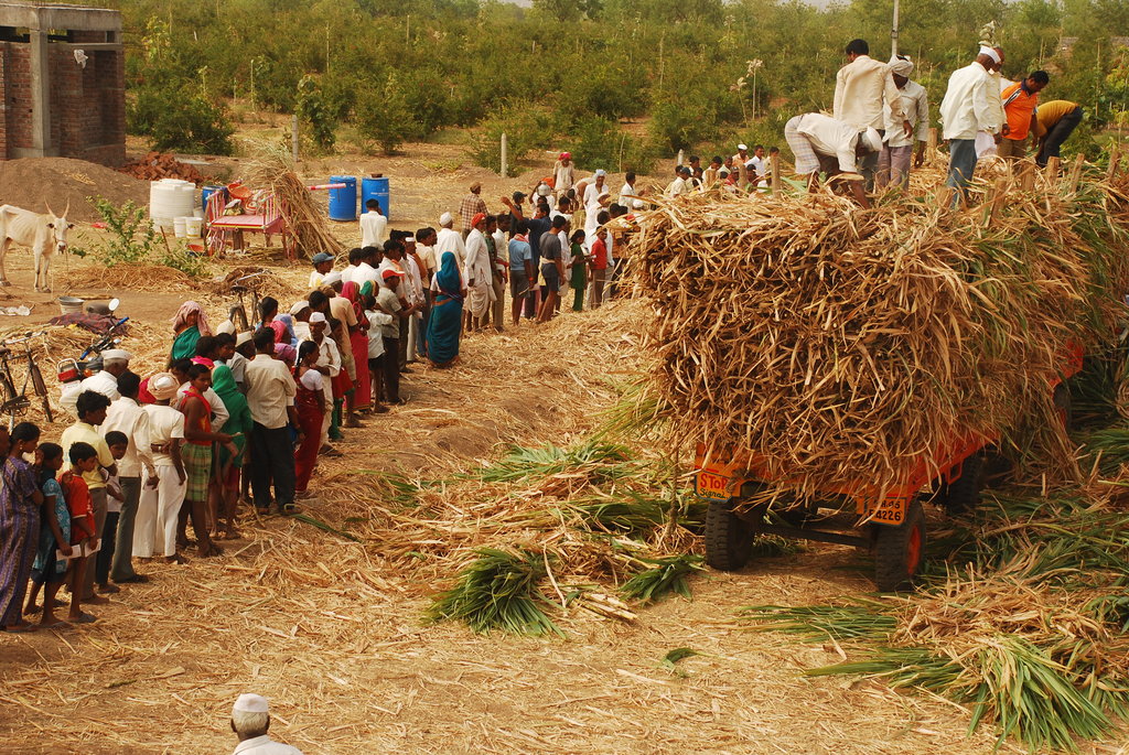 A Hope in Drought : Mann Deshi Cattle Camp