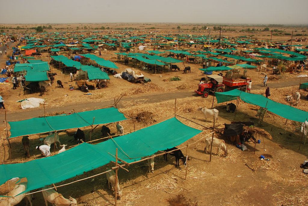 A Hope in Drought : Mann Deshi Cattle Camp