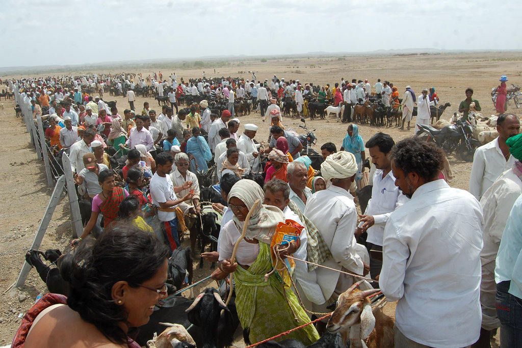 A Hope in Drought : Mann Deshi Cattle Camp