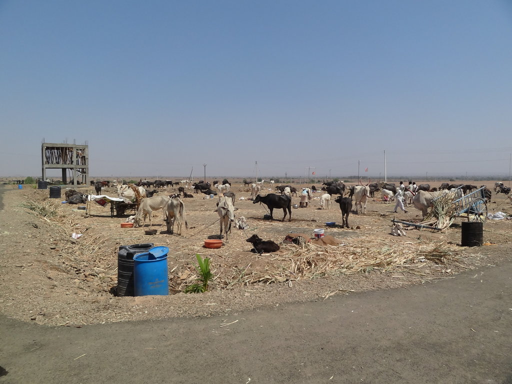 A Hope in Drought : Mann Deshi Cattle Camp