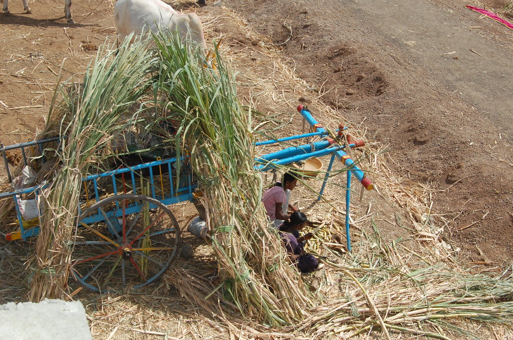 A Hope in Drought : Mann Deshi Cattle Camp