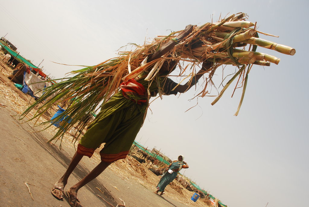 A Hope in Drought : Mann Deshi Cattle Camp