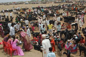 37000 goats in cattle camp